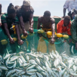A fisherman working on the coast of Tanzania, symbolizing the country’s new Blue Economy policy.