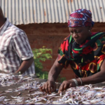 : Fishermen on Lake Tanganyika casting nets at sunrise, highlighting the struggle against declining fish stocks.