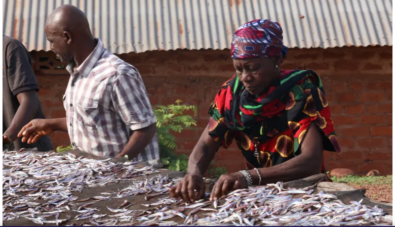 : Fishermen on Lake Tanganyika casting nets at sunrise, highlighting the struggle against declining fish stocks.