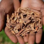A distressed farmer in Mt. Kenya inspecting poor crops after planting counterfeit seeds, highlighting the impact of agricultural fraud.