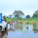 A stranded donkey struggles in floodwaters in Tanzania as SPANA launches an urgent appeal to provide emergency aid and veterinary care.