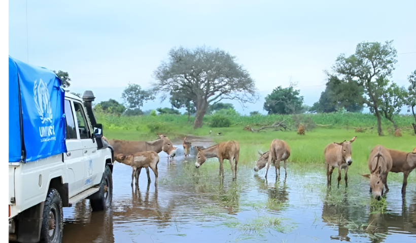 A stranded donkey struggles in floodwaters in Tanzania as SPANA launches an urgent appeal to provide emergency aid and veterinary care.