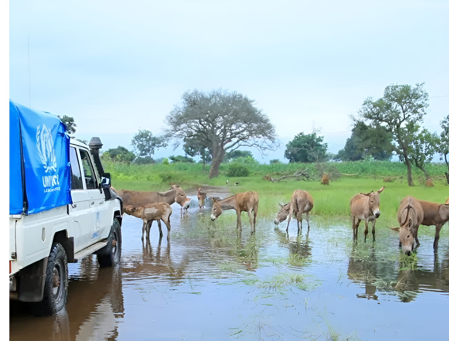 A stranded donkey struggles in floodwaters in Tanzania as SPANA launches an urgent appeal to provide emergency aid and veterinary care.