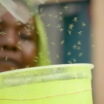 GMO mosquitoes being used in Djibouti to fight malaria transmission