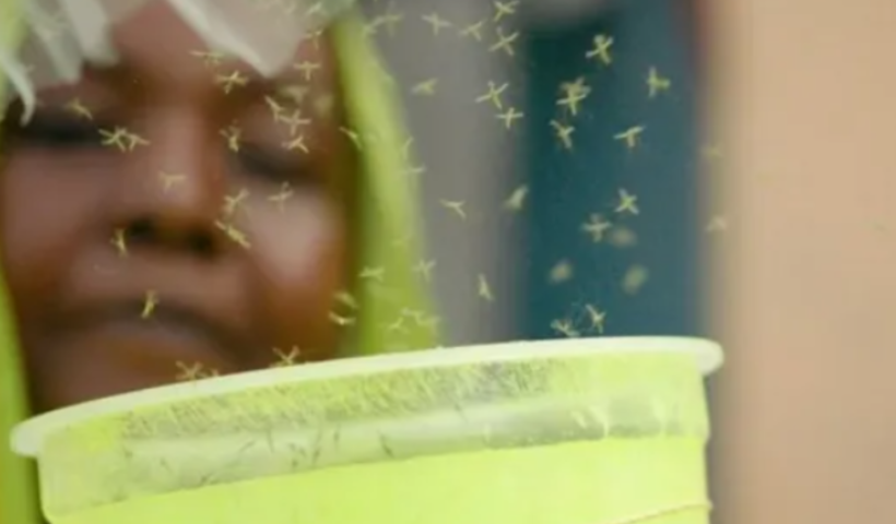 GMO mosquitoes being used in Djibouti to fight malaria transmission