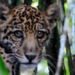Seagrass habitat in clear blue waters, supporting marine life and combating climate change in the Western Indian Ocean