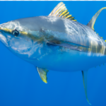 A vibrant seagrass meadow in the Indian Ocean, showcasing marine biodiversity and conservation efforts