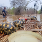 Endangered tortoises rescued in Madagascar after floods threaten their survival.