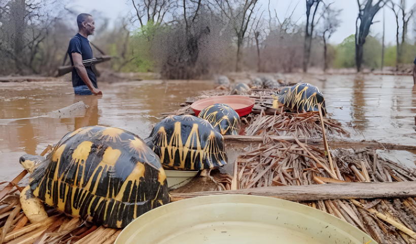 Endangered tortoises rescued in Madagascar after floods threaten their survival.