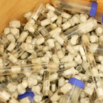 Kenyan officials show confiscated queen ants at Jomo Kenyatta International Airport, part of an increasing trend of insect trafficking to Europe and Asia.