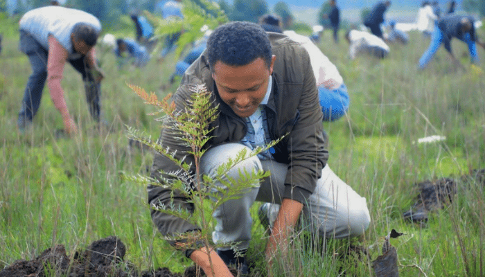 Ethiopian citizens planting trees as part of the Green Legacy reforestation campaign in 2025.